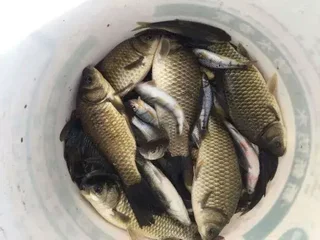 Ханчжоу: Wushi Bridge Farm Stay