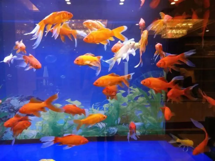 Чжэнчжоу: Jinding Macau International Hotel