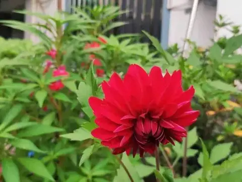 Шанграо: Xingxingyu Qixi Flower Garden