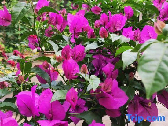 Шанграо: Xingxingyu Qixi Flower Garden