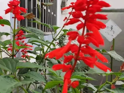 Шанграо: Xingxingyu Qixi Flower Garden