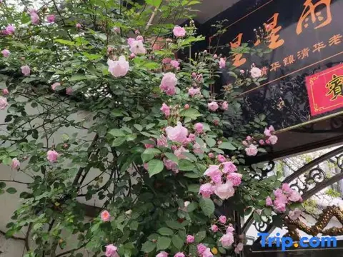 Шанграо: Xingxingyu Qixi Flower Garden