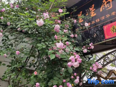 Шанграо: Xingxingyu Qixi Flower Garden