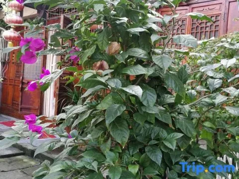 Наньчун: Zhengjia Hostel