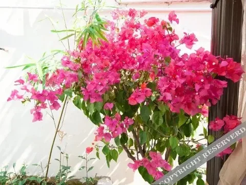 Ханчжоу: Yunlang Xiaolu