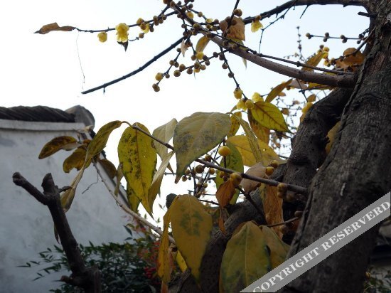 Цзясинь: Xitang Yueyue Select Garden Homestay