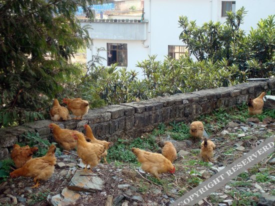 Хуаншань: Shendu Canglongwan Hostel