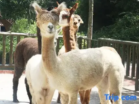 Чаочжоу: Zilian Forest Resort