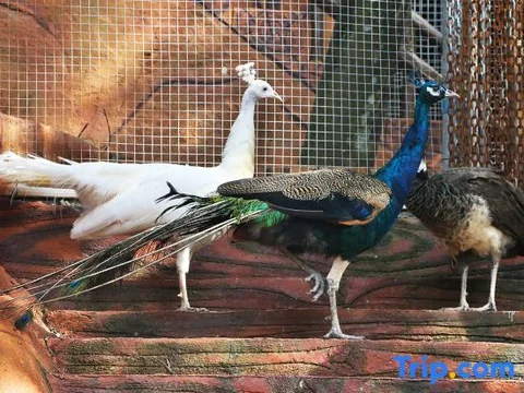 Чаочжоу: Zilian Forest Resort