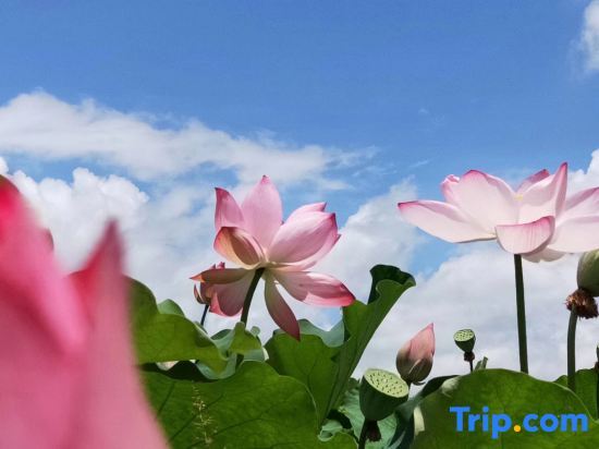 Пучжэхэй: Puzhehei Yidu Homestay (Hehua Daguan Garden)