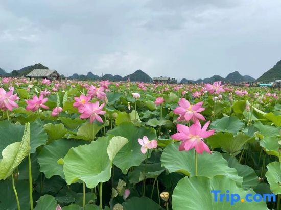 Пучжэхэй: Puzhehei Yidu Homestay (Hehua Daguan Garden)