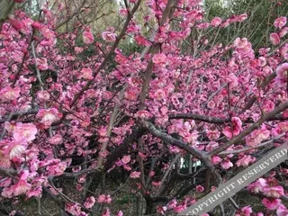 Чжоушань: Putuo Mountain Foyuan Zhijia Hostel