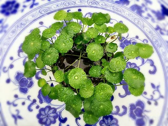 Хуаншань: Hongcun Bali Xianghe