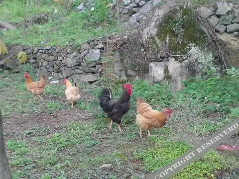Ханчжоу: Tianxia Yijia Farmhouse