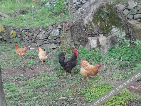 Ханчжоу: Tianxia Yijia Farmhouse