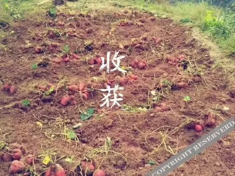 Ханчжоу: Yingbin Manor