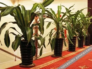 Цзиньюань: Yingfeng Hotel