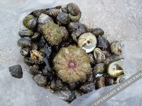 Жичжао: Qingzhang Yujia