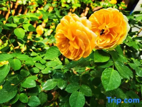 Сичан: Yimi Sunshine Boutique Hotel (Xichang Qionghai Wetland Park)