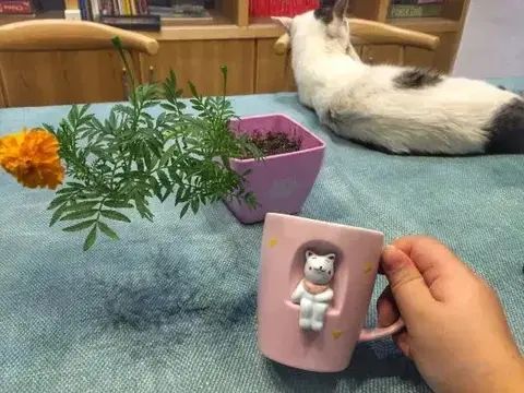 Яншо: Xiyu Hostel · Cat Café