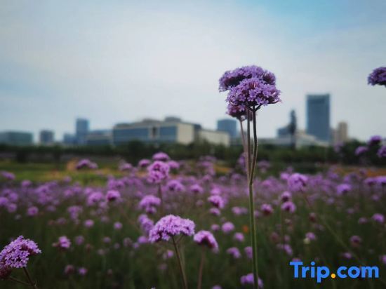 Ухань: Echarm Hotel Wuhan Guanggu Biology City