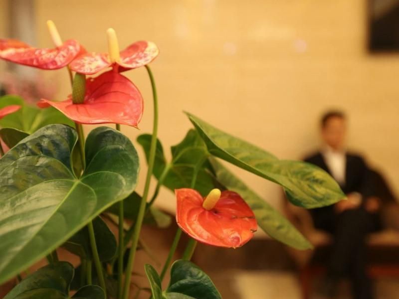 Аньцин: GreenTree Alliance Hotel Anqing Susong County Bus Station