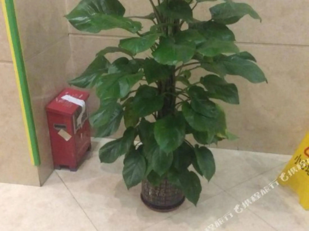 Янгиианг: HUIFENGHOTEL