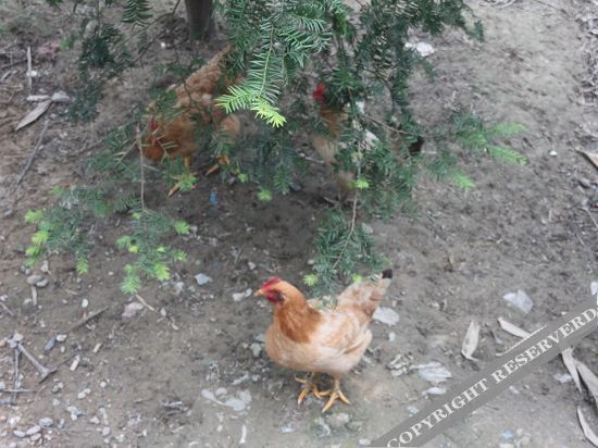 Ханчжоу: Hangzhou Laoding Farmhouse