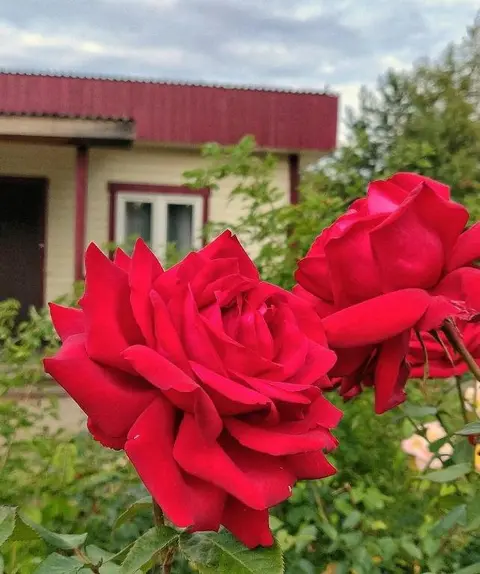 Сестрорецк: Парк-отель Кантри