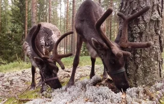 Петровское: Отель «Шишки на Лампушке — Баварский хутор»