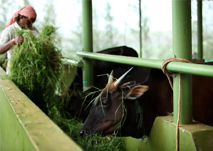 Куттикканам: Harvest Fresh Farms