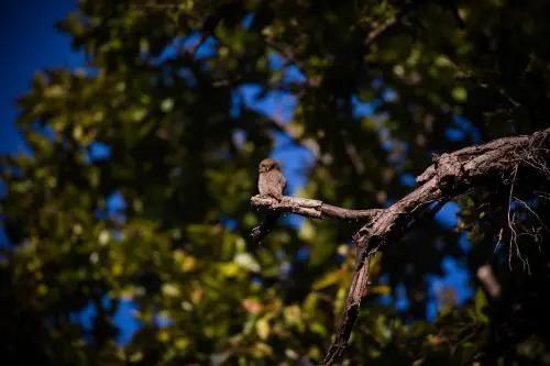 Баихар: Singinawa Jungle Lodge Kanha