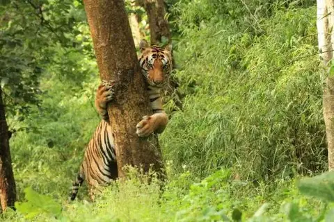 Баихар: Singinawa Jungle Lodge Kanha