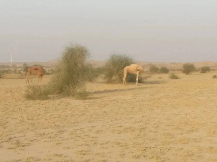 Государственный заповедник Desert National Park: Savi Camps Jaisalmer