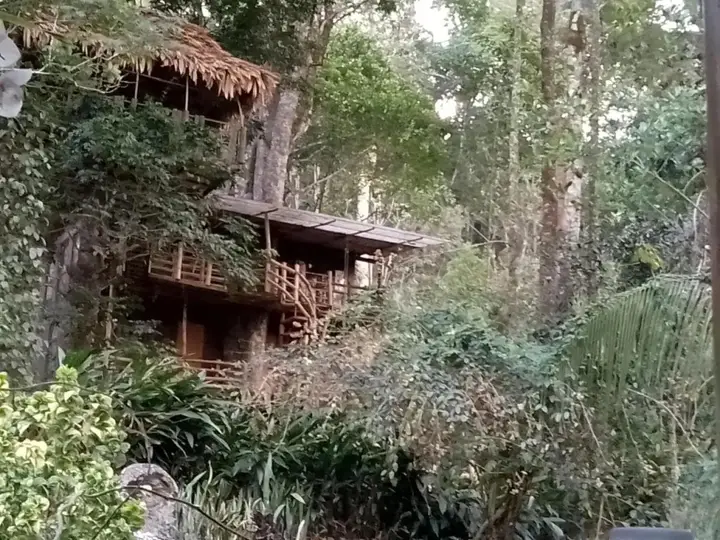 Jungle Jive Tree House Munnar — фото 4
