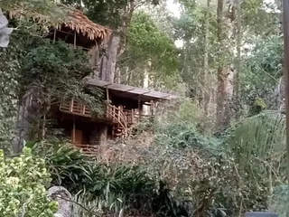 Муннар: Jungle Jive Tree House Munnar