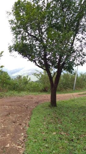 Куттикканам: Tiger view villa