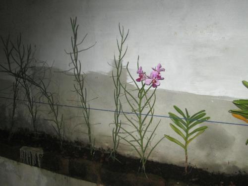 Тируванантапурам: Aabhaa Homestay in Trivandrum