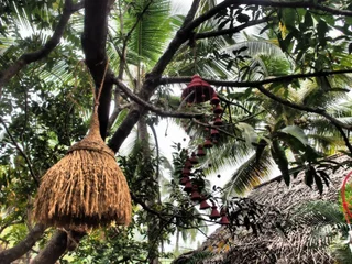 Южный Гоа: The Palm Trees Resort