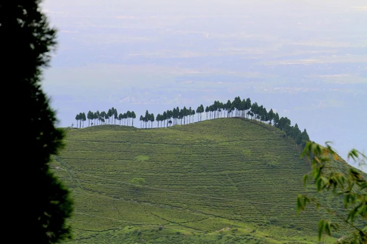 Багдогра: Sourenee Tea Estate & Boutique Resort