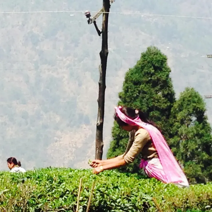 Багдогра: Sourenee Tea Estate & Boutique Resort