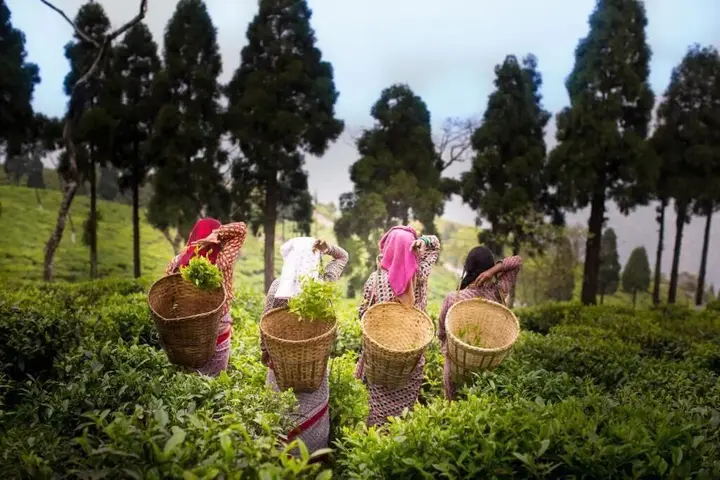 Багдогра: Sourenee Tea Estate & Boutique Resort