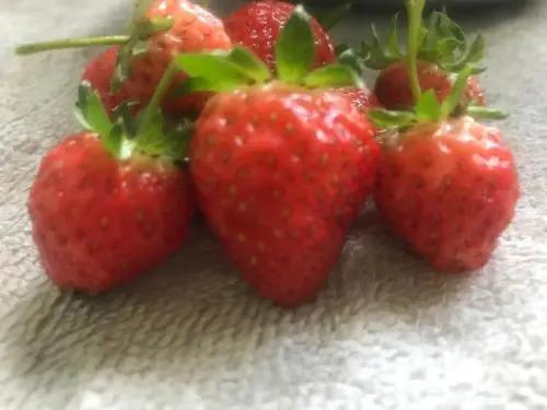 Кумили: Mulberry Homestay