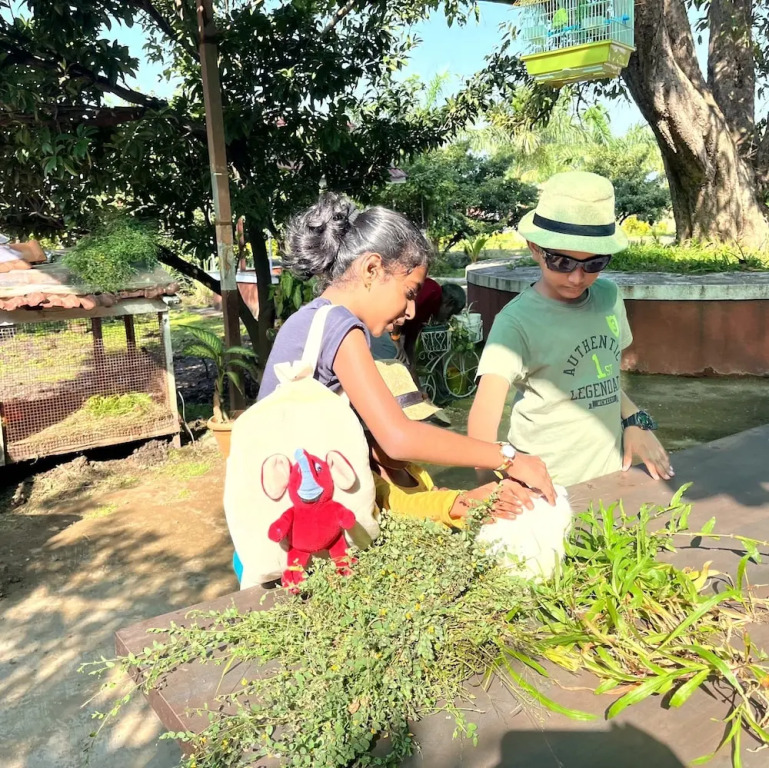 Mango Tree Farm — фото 3