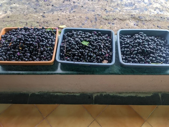 Хандала: Mango Tree Farm