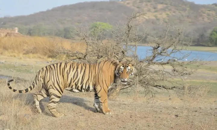 Савай-Мадхопур: Tiger Heaven Spa & Resorts Ranthambhore