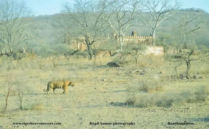 Tiger Heaven Spa & Resorts Ranthambhore — фото 6