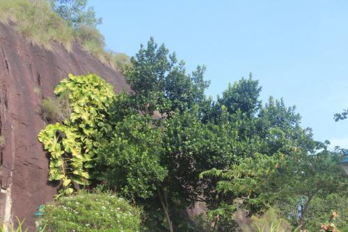 Ковалам: Bio Veda Ayurvedic Hill resort