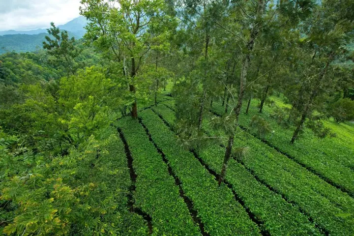 Муннар: Dream Catcher Plantation Resort