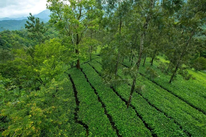 Муннар: Dream Catcher Plantation Resort